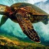 Sea Turtle Underwater Paint By Numbers