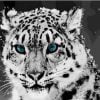Leopard Blue Eyes Paint By Numbers