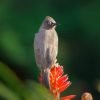 Bulbul Bird Paint By Numbers