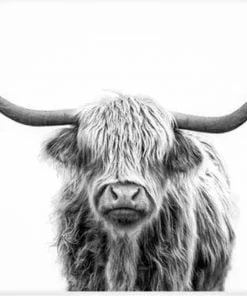 Black And White Highland Cow Paint By Numbers