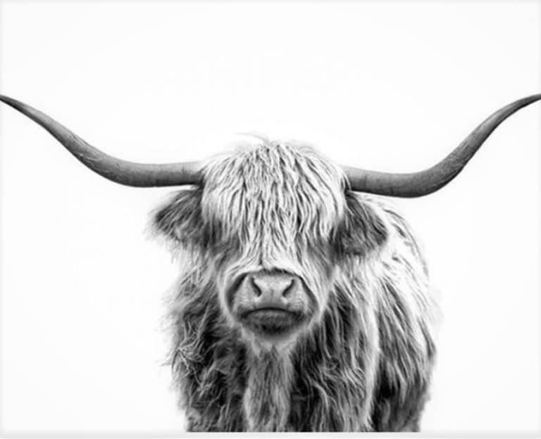 highland-cow-animals-paint-by-number-numeral-paint