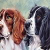Springer Spaniel Twins Paint By Numbers