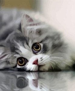 Grey Cat Paint By Numbers