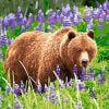 Bear In Lavender Paint By Numbers