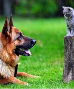 German Shepherd Dog And Kitten Paint By Numbers