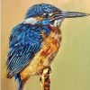 Kingfisher Bird Paint By Numbers