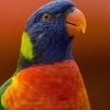 Rainbow Lorikeet Paint By Numbers