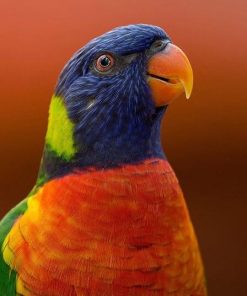 Rainbow Lorikeet Paint By Numbers