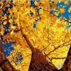 Autumn Ginkgo Tree Paint By Numbers