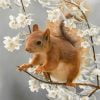Squirrel And White Blossoms Paint By Numbers