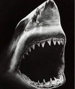 Monochrome Shark Paint By Numbers