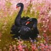 Black Swans Paint By Numbers
