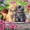 Pretty Cats Paint By Numbers