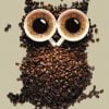 Coffee Beans Owl Paint By Numbers