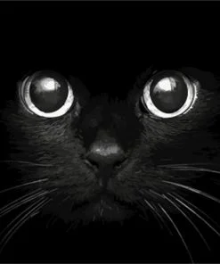 Big Eyes Cat Paint By Numbers