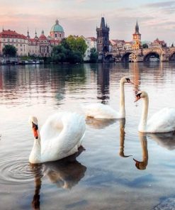 Vltava River Swans Paint By Numbers