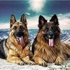 German Shepherd Paint By Numbers