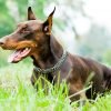 Doberman Dog Paint By Numbers