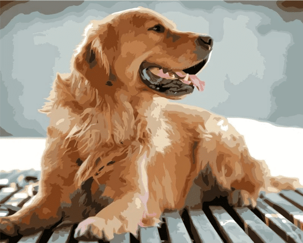 Buy Coloured Dogs 4 Kit  Paint By Numbers Online