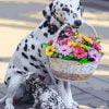 Dog With Flowers Basket Paint By Numbers