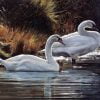 Swan Birds Paint By Numbers