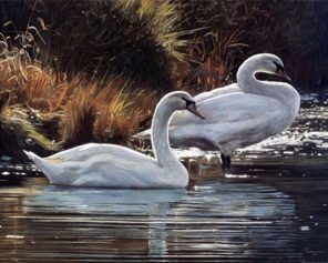 Swan Birds Paint By Numbers