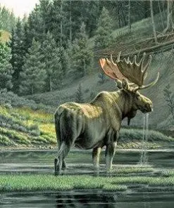 Wild Moose In River Paint By Numbers