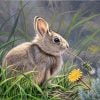 Lovely Bunny Paint By Numbers