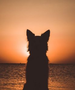 Dog Watching Sunset Paint By Numbers