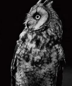 Monochrome Owl Paint By Numbers