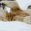 Snow Polar Bear Paint By Numbers