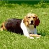 Dog On Grass Paint By Numbers