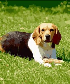Dog On Grass Paint By Numbers