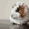 Guinea Pig Paint By Numbers