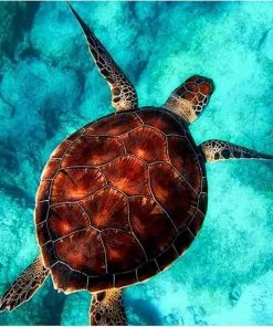 Turtle Sea Swimming Paint By Numbers