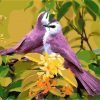 Purple Birds Paint By Numbers