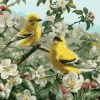 Goldfinch Birds Paint By Numbers