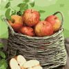 Red Apples Basket Paint By Numbers
