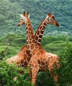 Wild Giraffes Paint By Numbers