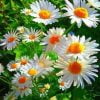 Daisy Flowers Paint By Numbers