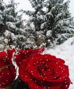 Snow Roses Paint By Numbers