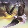 Two Flying Eagles Paint By Numbers