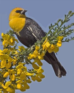 Yellow Headed Blackbird Paint By Numbers