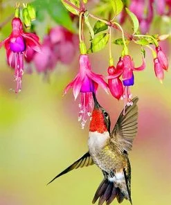 Hummingbird And Flowers Paint By Numbers