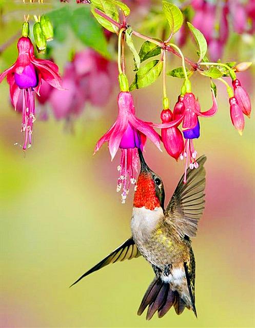 Hummingbird Foraging Pink Flowers Adults Paint by Numbers Kit Free Shipping  From California, USA 