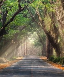 Highway In The Woods Paint By Numbers