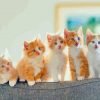 Ginger And White Kittens Paint By Numbers