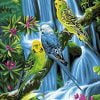 Budgies Birds Paint By Numbers