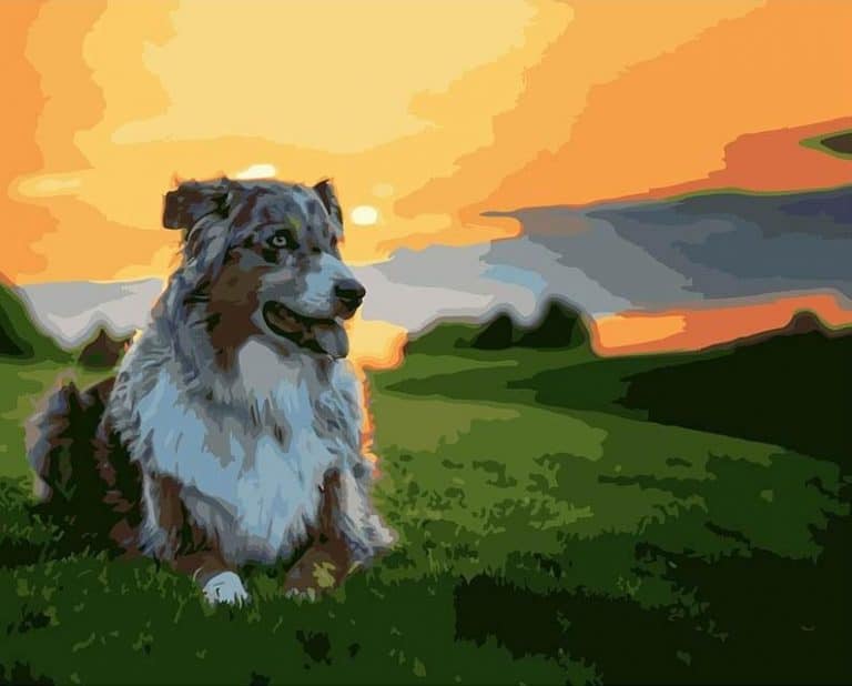 Australian Shepherd Dog Paint By Numbers Numeral Paint Kit