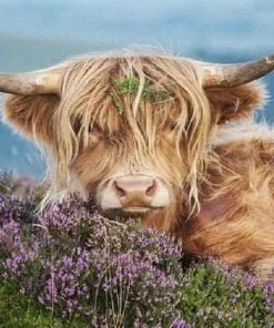 Highland Cow Paint By Numbers